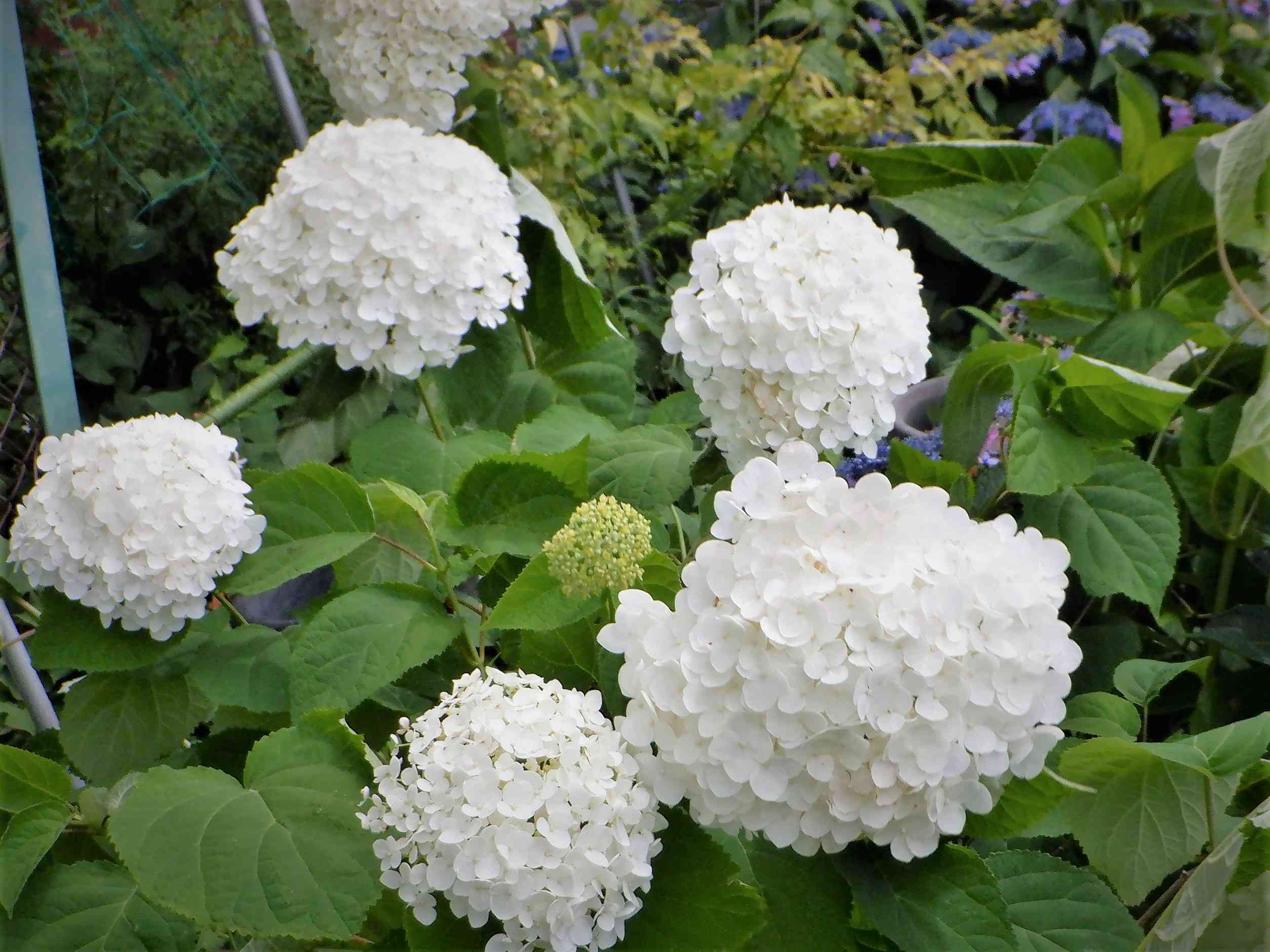 DSCF3263