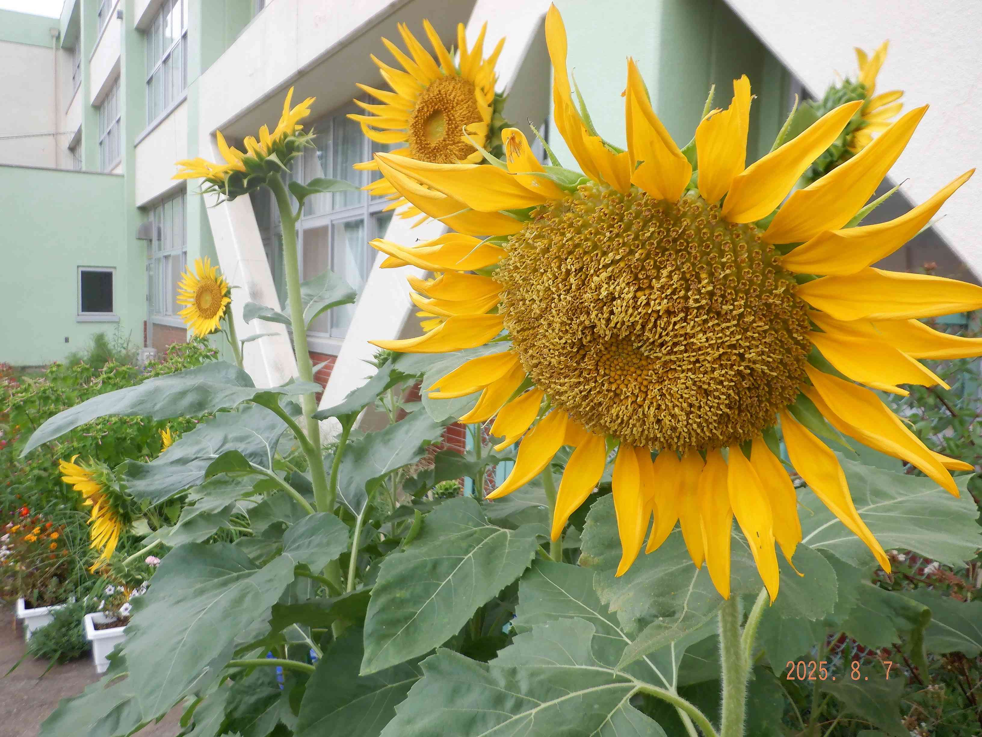 DSCF3569