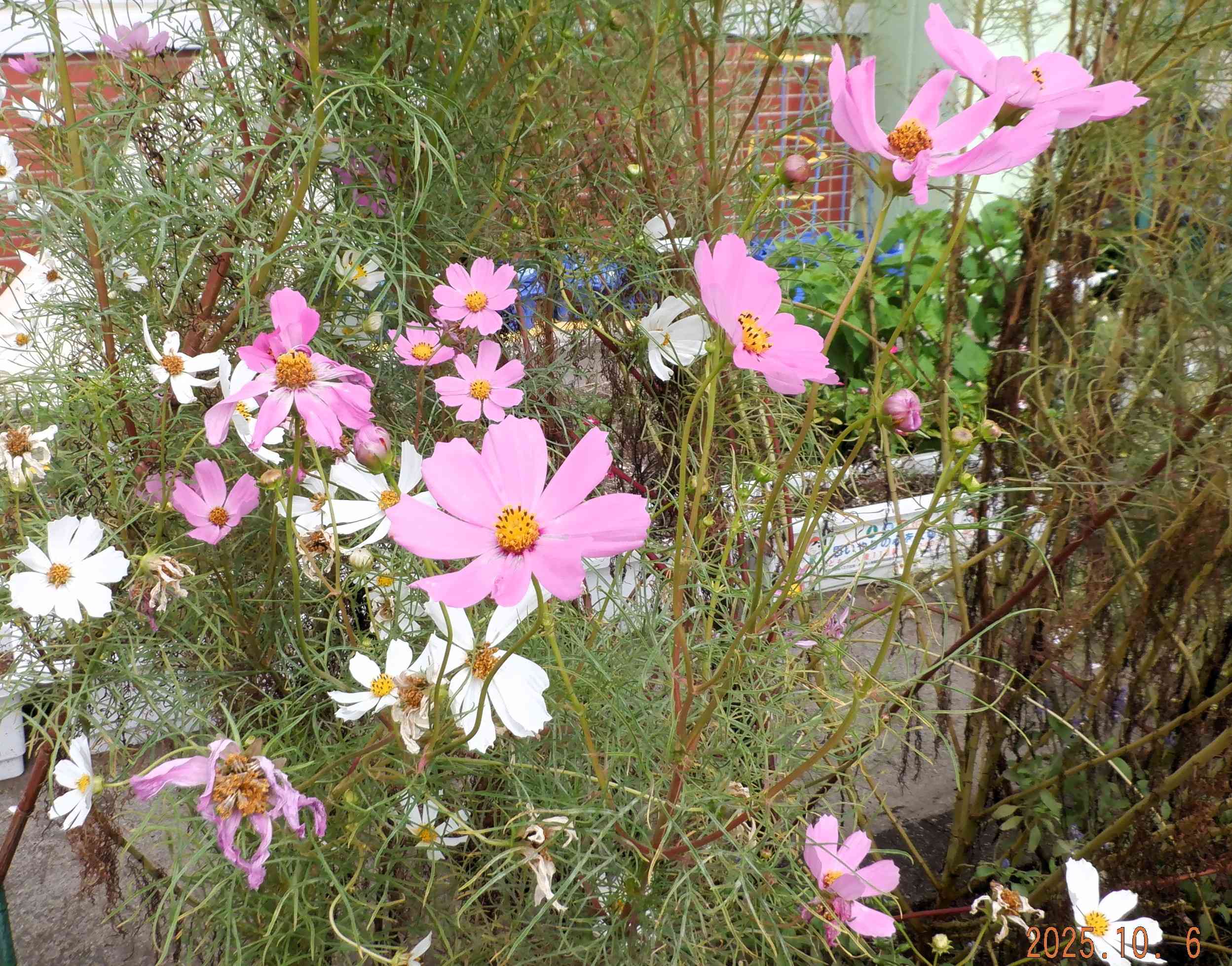DSCF3910