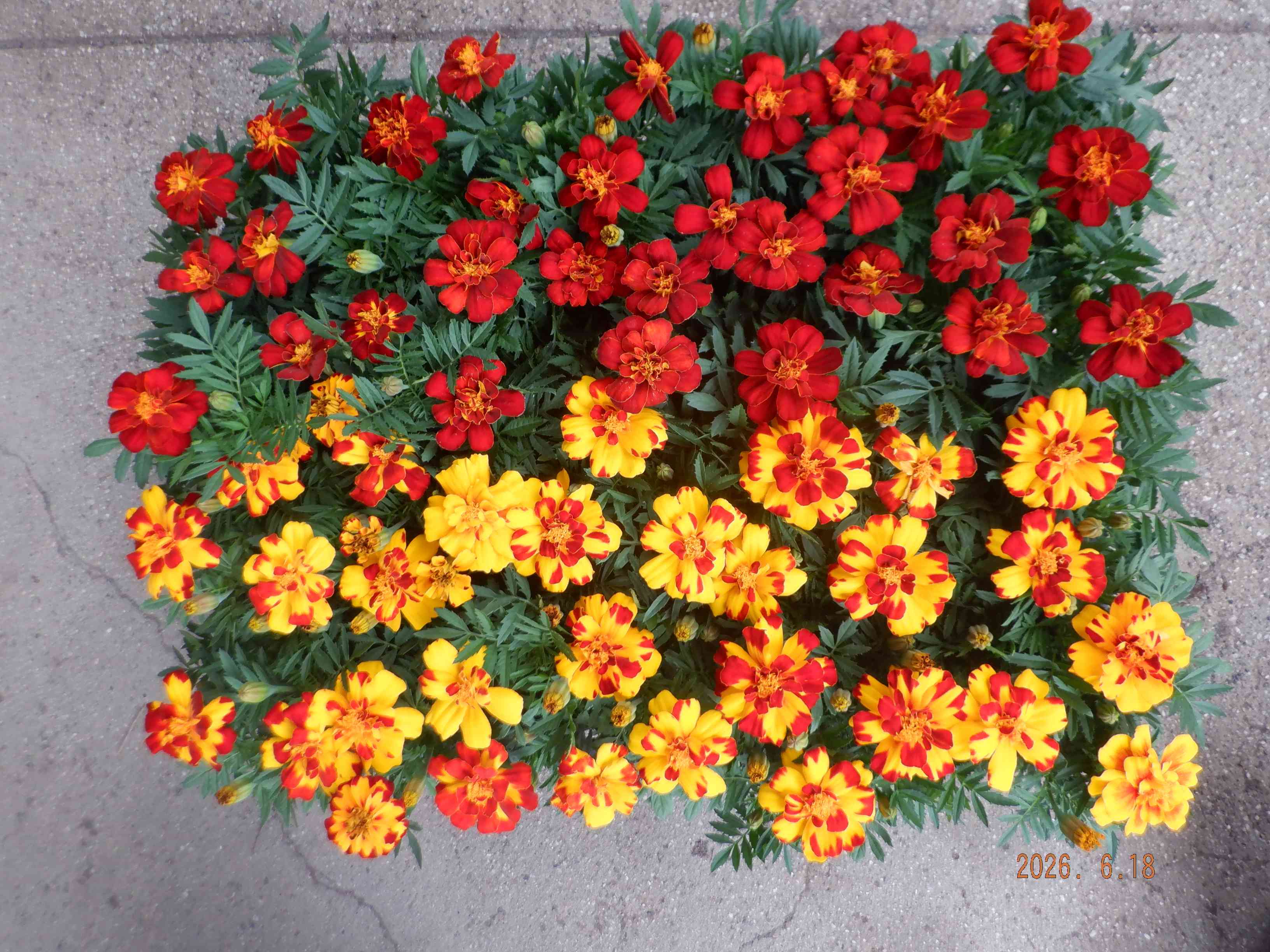 DSCF7751