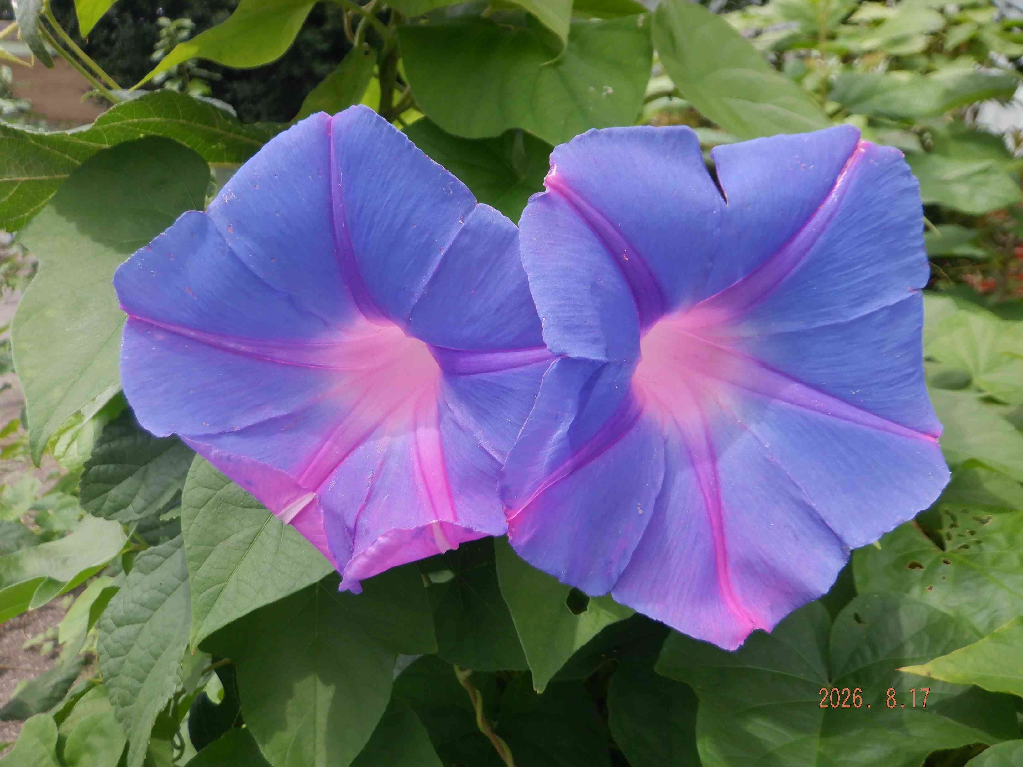 DSCF8154